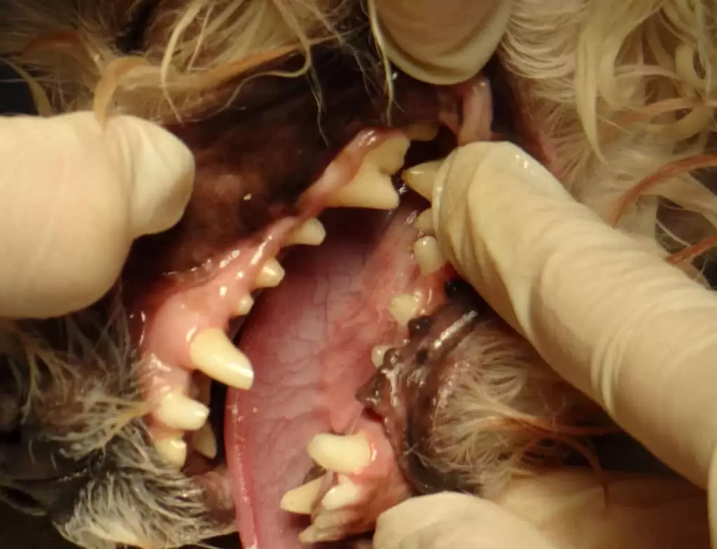 Choroby zębów psów i kotów