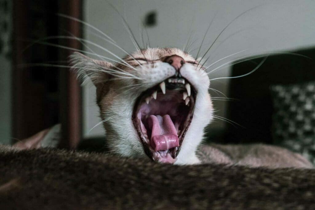 Czy koty mają mleczaki-jak należy dbać o zęby mleczne u kota?