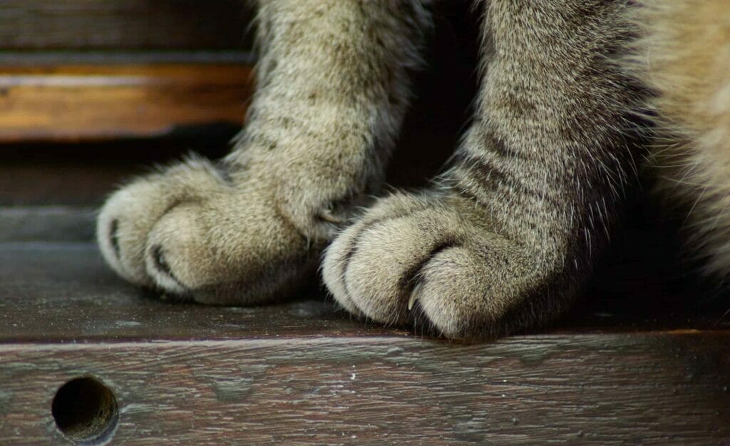 Czy i jak często obcinać paznokcie kotu?