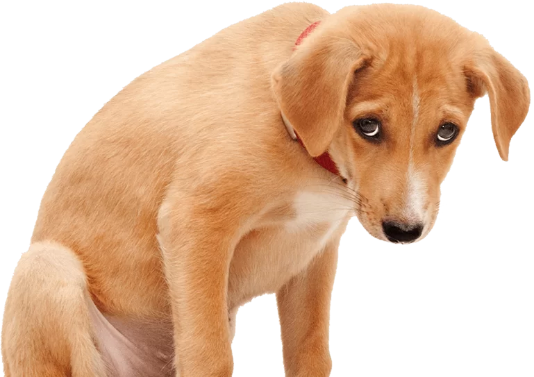Łysienie u psa, czyli dlaczego pies łysieje?